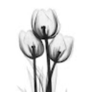 Meet your Posher, Ally